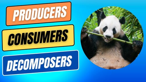 Preview of Ecosystems | What are Producers, Consumers & Decomposers?