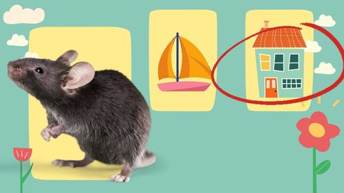 Preview of What Rhymes? Distance Learning Template