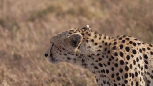 Preview of What is Speed, Velocity & Acceleration? | Physics