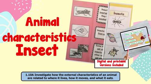 Insects by Cloud Ten | TPT