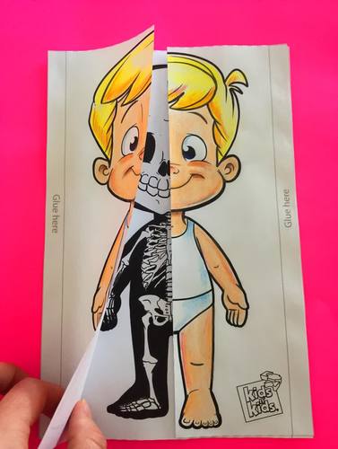 human body systems and 5 senses by kids n kids tpt
