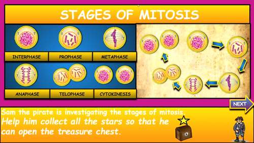 Stages of Mitosis: Interactive Google Slides + PPT + 2 Worksheets