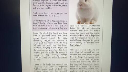 Spring Rabbit Anatomy lesson | Human vs. Rabbit Body Systems, labeling, coloring