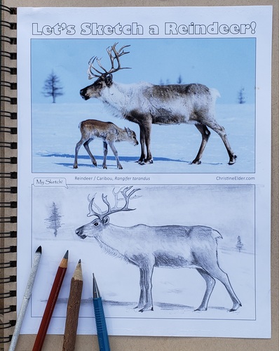 Preview of How to Draw a Realistic Reindeer and Caribou