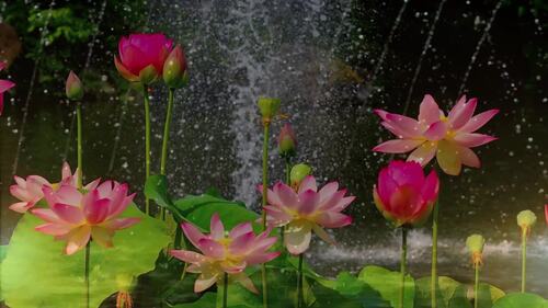 Preview of Harp Therapy/Music For Relaxation - 1 Hour Video "Finding Still Waters"