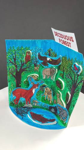 Deciduous Forest Biome Model 3d Model Biome Project Distance