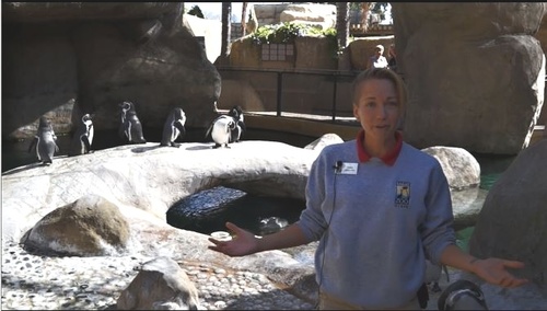 Preview of Animal Chat: Penguin Edition