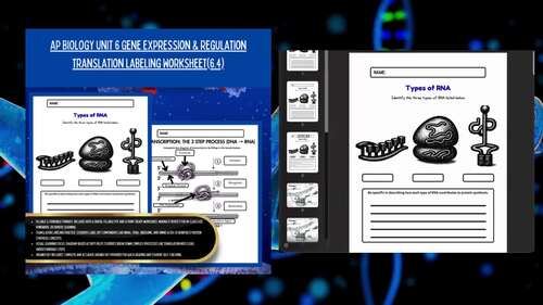 AP Biology UNIT 6 Gene Expression & Regulation 6.4 Translation Labeling ...