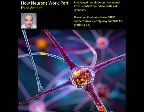 Preview of How Neurons Work Part I: Synaptic Transmission