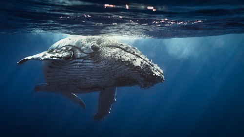 Preview of Animal Adaptation: Communication