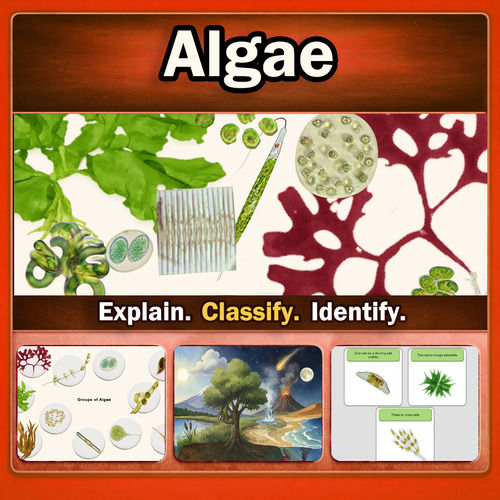 Preview of Algae Interactive Lesson – Classification, Habitats, and Identification Practice