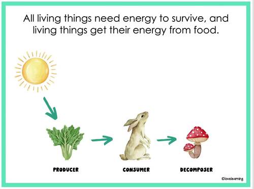 Food Chains and Food Webs Slides and Notes Biology Diagrams