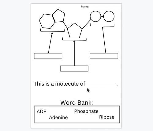 ATP and ADP Labeling by ScienceFluent | Teachers Pay Teachers
