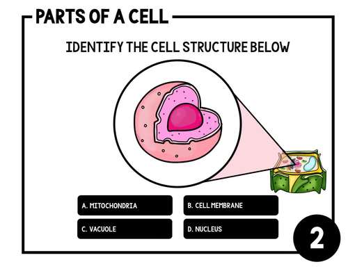 Cell Structure and Function Digital Task Cards Activity | Science Boom ...