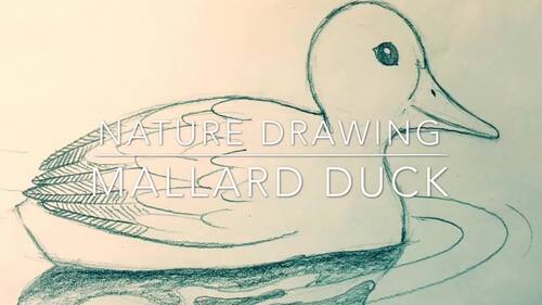 Preview of Pencil Drawing of Mallard Duck Video | Art Lesson 3 of 5 | Rick Tan | Waldorf
