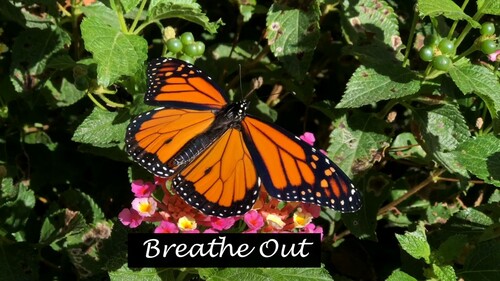 Preview of Butterfly Breathing - Calm Breathing Techniques