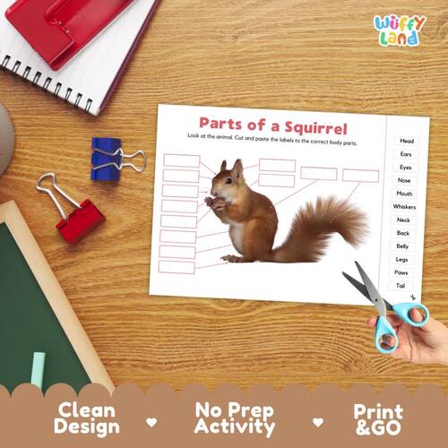 Parts of a Squirrel Diagram | Animal Anatomy Cut and Paste Labeling ...