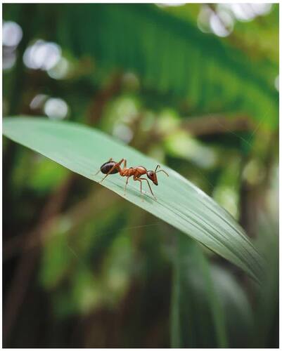 238 4k HD Photos of Real Animals, Insects and Creatures Printables ...