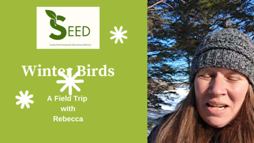 Preview of Winter Birds Virtual Field Trip