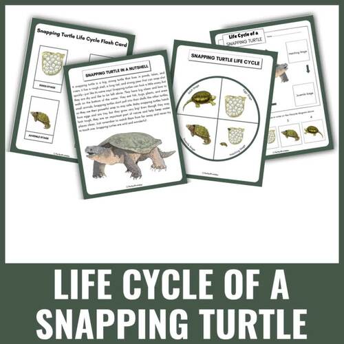 Snapping Turtle Life Cycle Diagram, Cut & Paste, Matching Activity, Fun ...