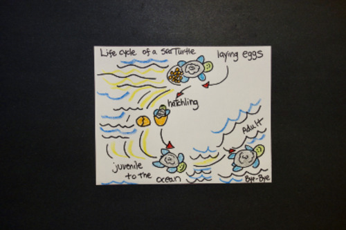 Preview of Let's Draw Life Cycle of a Sea Turtle!