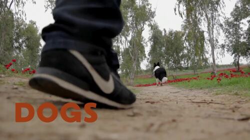 Preview of All About Dogs – Fun & Educational Video for Kids (1:38)