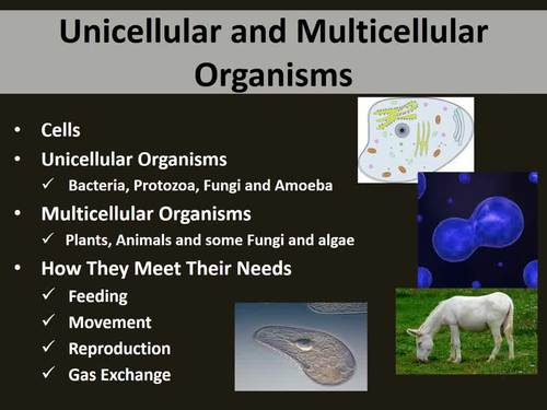 Unicellular and Multicellular Organisms - PowerPoint Lesson by Teach