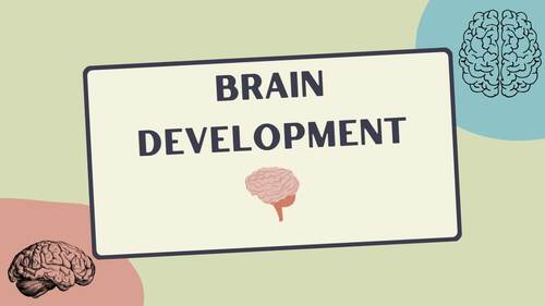 Preview of Brain Development