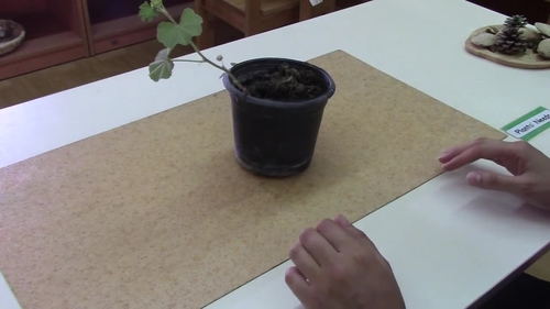 Preview of Montessori Plants Needs Presentation (Concrete)