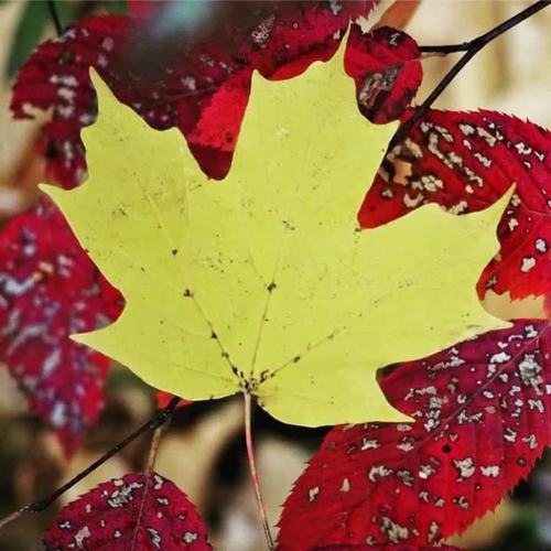 Autumn Articulation Speckled Speech Therapy - R - All Positions - Sentences