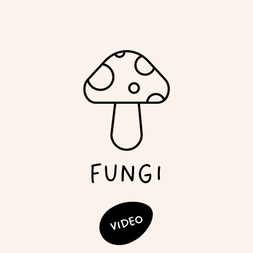 Preview of Food Safety - Fungi Video