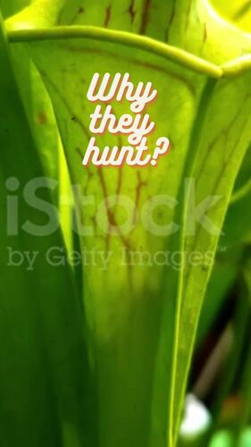 Photosynthesis PowerPoint, Notes & AP Biology Review Questions (MCQs)