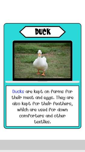 Farm animal facts. amazing facts about Farm Animals for kids to learn