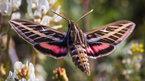 Preview of What animals are pollinators?