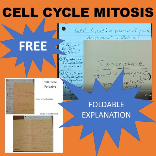 Preview of Cell Cycle Mitosis Foldable VIDEO
