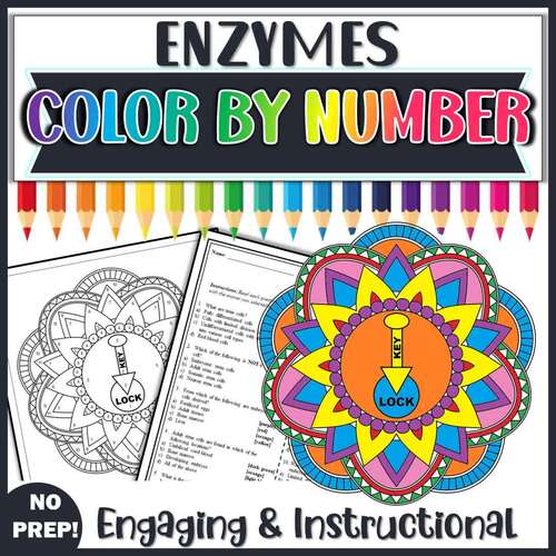 Enzymes Color by Number Biology Review Worksheet Activity TPT