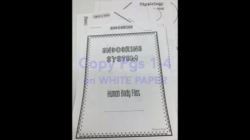 Endocrine System Human Body Files - Anatomy and Physiology Activity