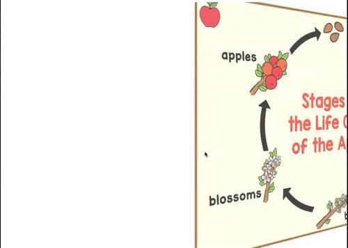 Life Cycle of an Apple in 6 Stages Boom Cards™ and Printables | TpT