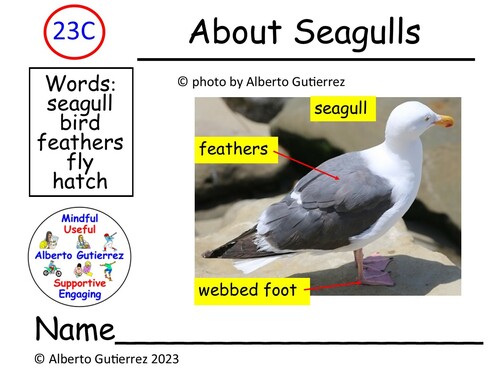 Preview of Read Aloud Video About Seagulls #23C