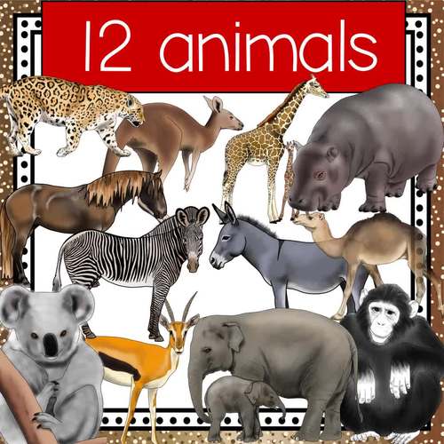 Size sorting activity with realistic zoo animals by JK Special Education