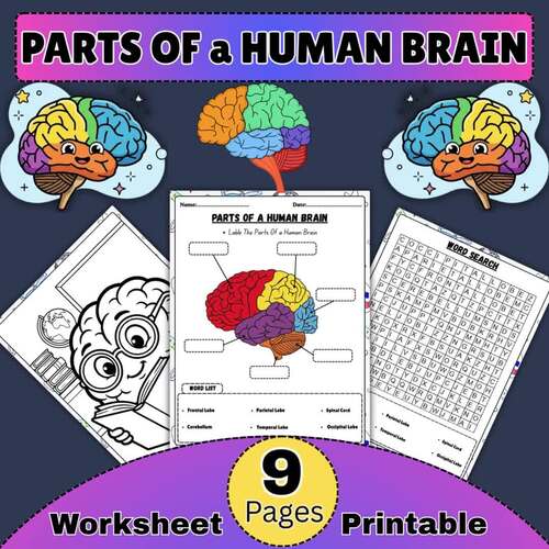 Parts Of a Human Brain | Brain Anatomy Labeling Worksheet + Word Search