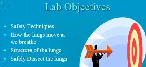 Preview of Lung Dissection Lab
