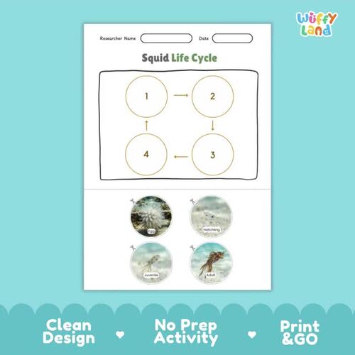 Squid Life Cycle Poster and Cut and Paste Worksheet Science Activity