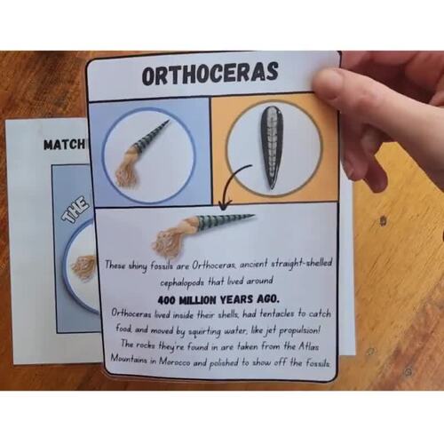 Printable Ocean Fossil Matching Game Palaeontology Activity for Kids!