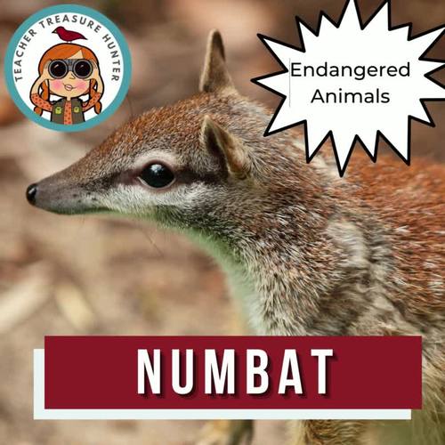 Animal reports on endangered animals | Australian numbat information page