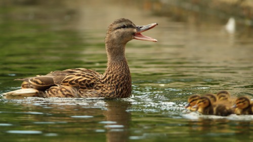 Preview of Bird Adaptation: Making Sounds