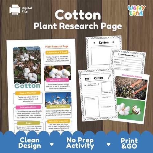 Cotton Life Cycle Bundle | Cotton Plant Research | 3 Part Cards ...