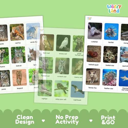 Nocturnal Animals Flashcards for Kids – 70+ Real Photo Cards | Night ...