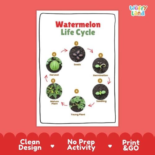Watermelon Life Cycle Activity Worksheet Summer Science Gardening Real ...