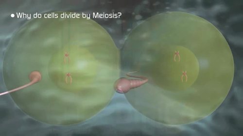 Preview of Miosis -- High quality HD Animated Video - eLearning - Homeschooling